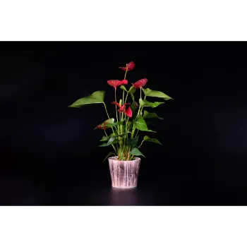 Natural Anthurium 